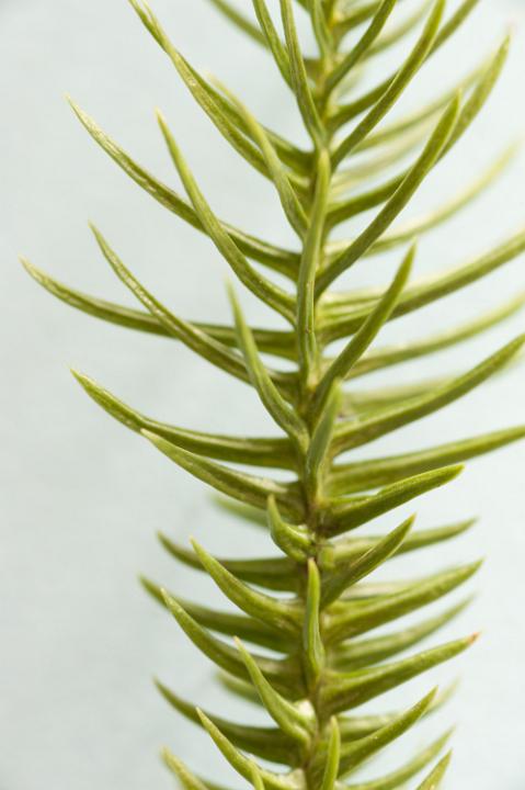 Close-up of evergreen pine twig