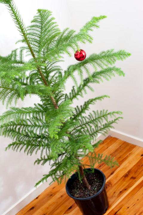 Sparsely decorated Christmas tree with a single red bauble decoration hanging from its branches, high angle view of a natural evergreen potted pine