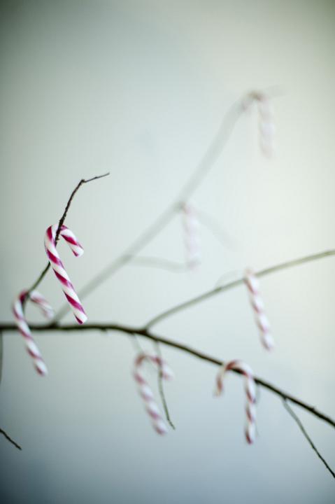 Close-up of Xmas candies hanging on branch against of white background. Vignette.
