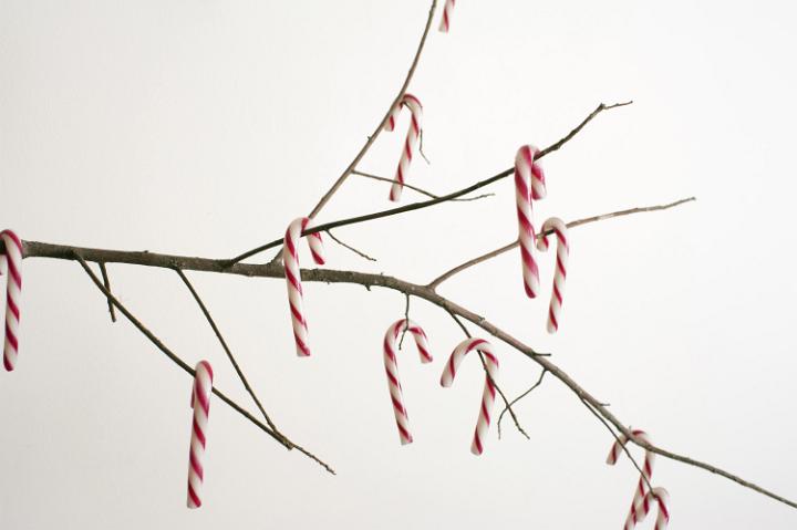 christmas pepperming candy canes on leafless branch