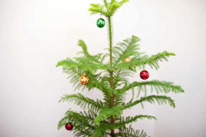Simple Christmas decorations on a natural evergreen pine tree with colourful baubles hanging on the dainty branches