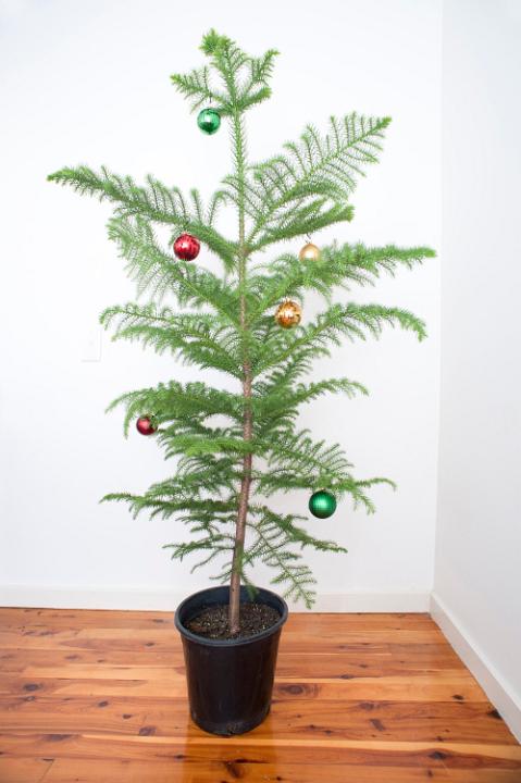 Small dainty potted natural pine Christmas tree with simple decorations consisting of a few colourful baubles hanging on its graceful branches