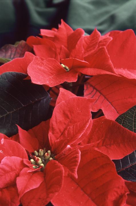Euphorbia pulcherrima more commonly known as the Poinsettia, birghtens up long winter days with its bright red coloured leaves