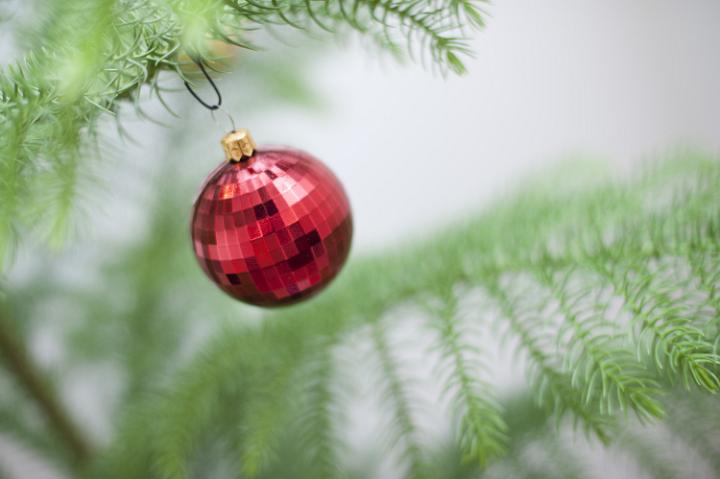 Single red Christmas bauble hanging on a natural pine or spruce tree with selective focus and copy space for your greeting