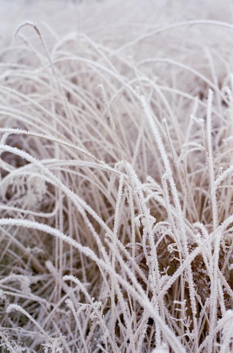 long grass on a very cold winter morning covered in frost crystals