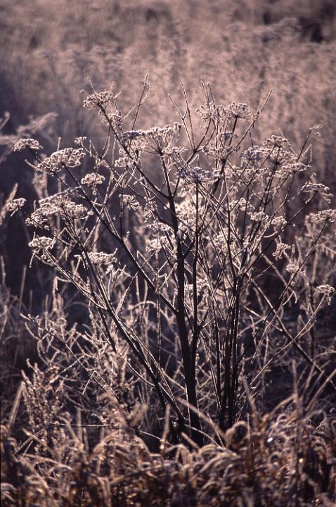 backlit ice crystals on frozen meadow plants glinting in the sun on a cold winter morning
