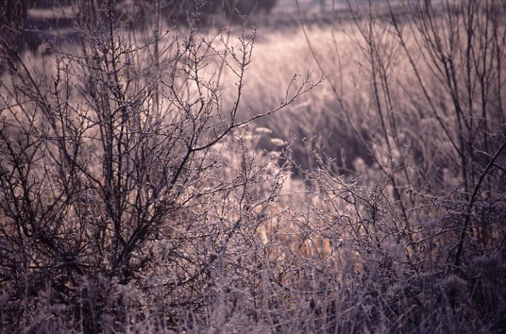 Meadow pants covered in frost on a cold winter day
