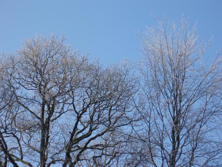 a row of winter trees crovered in white frost