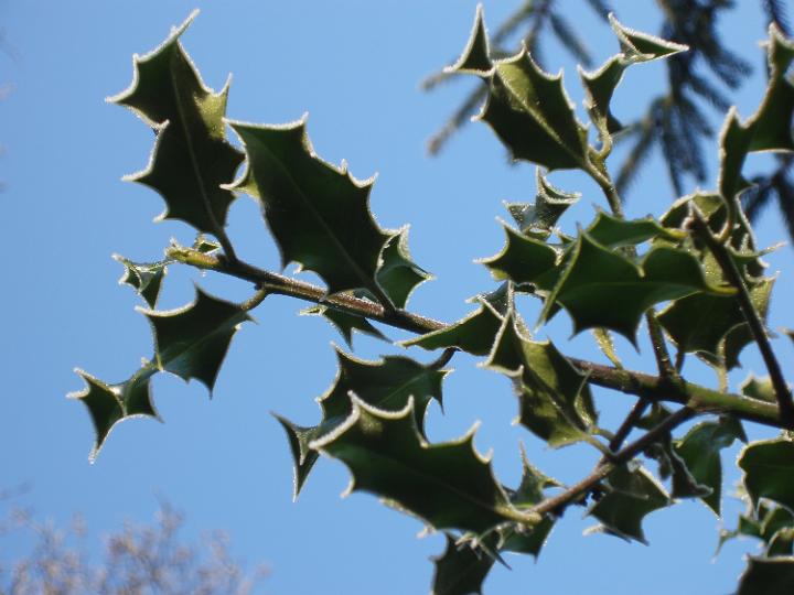 sharp pointed leaves on a holly bush with a covering of winter frost