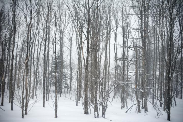 a lifeless woodland with falling snow